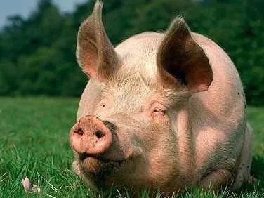 премикс av nutrismart для откорма свиней в Оренбурге