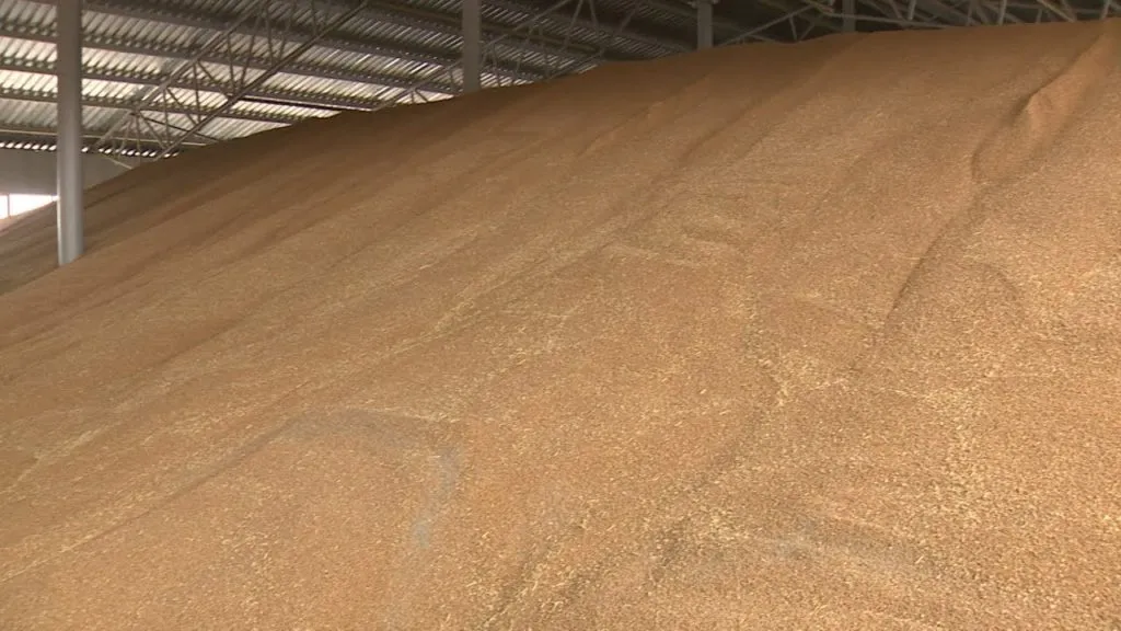 пшеница 3,4,5 класс на лучших условиях в Оренбурге