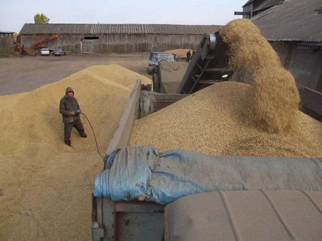 пшеница мягкая 3 и 4 класс в Бугуруслане
