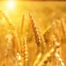 Ученые ОГАУ выводят сорта пшеницы, полностью адаптированные к изменениям климата