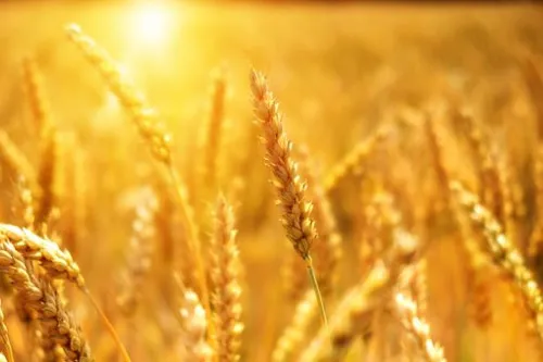 Ученые ОГАУ выводят сорта пшеницы, полностью адаптированные к изменениям климата
