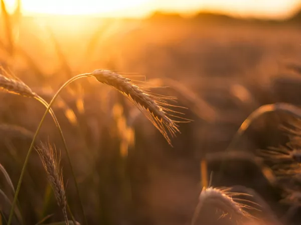 В Оренбургской области пресечено 7 попыток незаконного вывоза зерна в Казахстан
