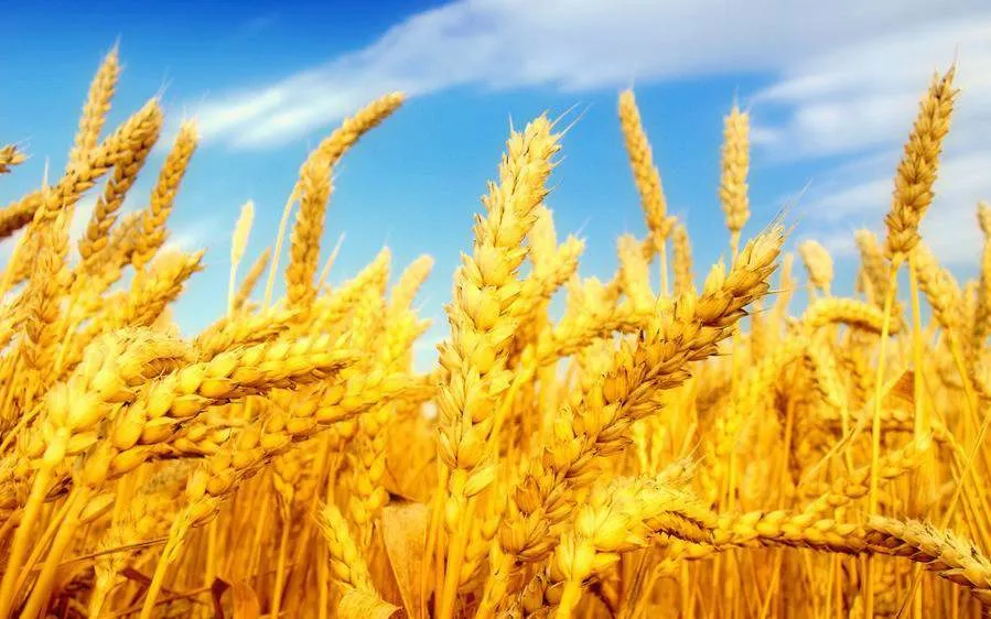 фотография продукта Закупаем пшеницу 3,4 класса