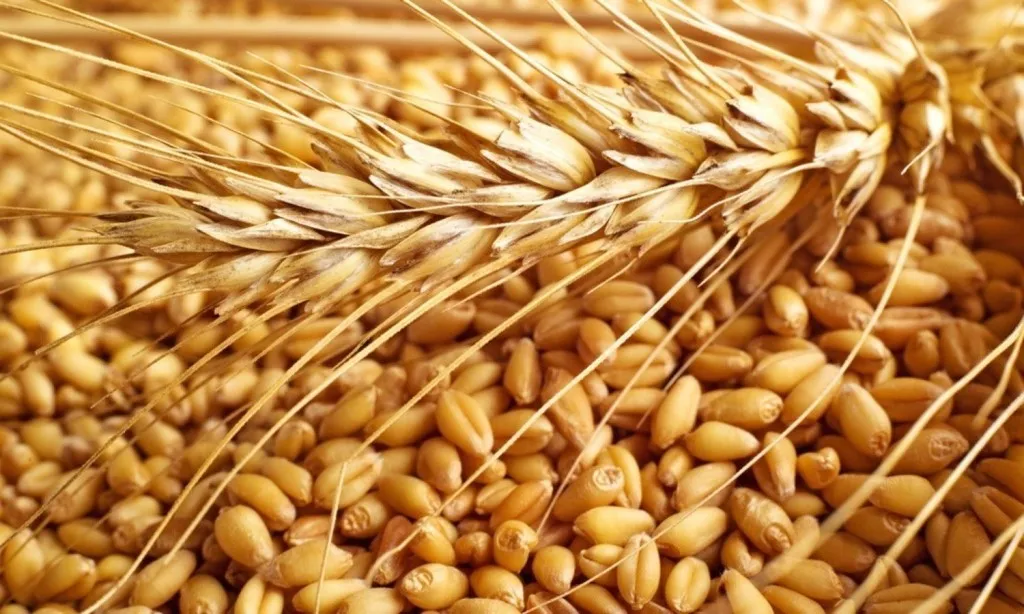 фотография продукта Закупаем пшеницу и другие культуры.