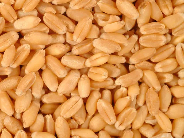 фотография продукта пшеницу 3 класса 12000 тонн