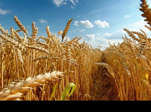 фотография продукта Зерно пшеницы фураж