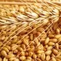 закупаем пшеницу мягкую 3 класса в Оренбурге