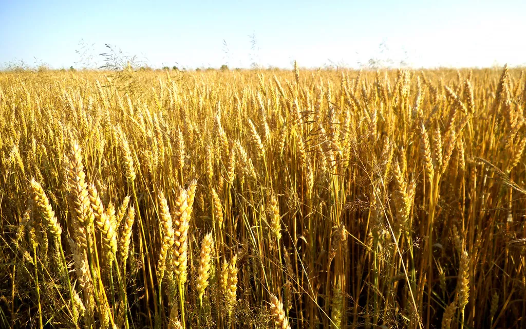 фотография продукта Закупаем пшеницу мягких сортов