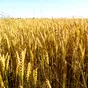 закупаем пшеницу мягких сортов в Оренбурге и Оренбургской области